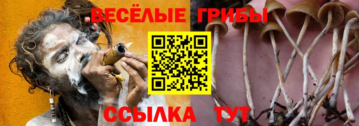 Псилоцибиновые грибы прущие грибы  Псилоцибиновые грибы Cubensis  Березники 